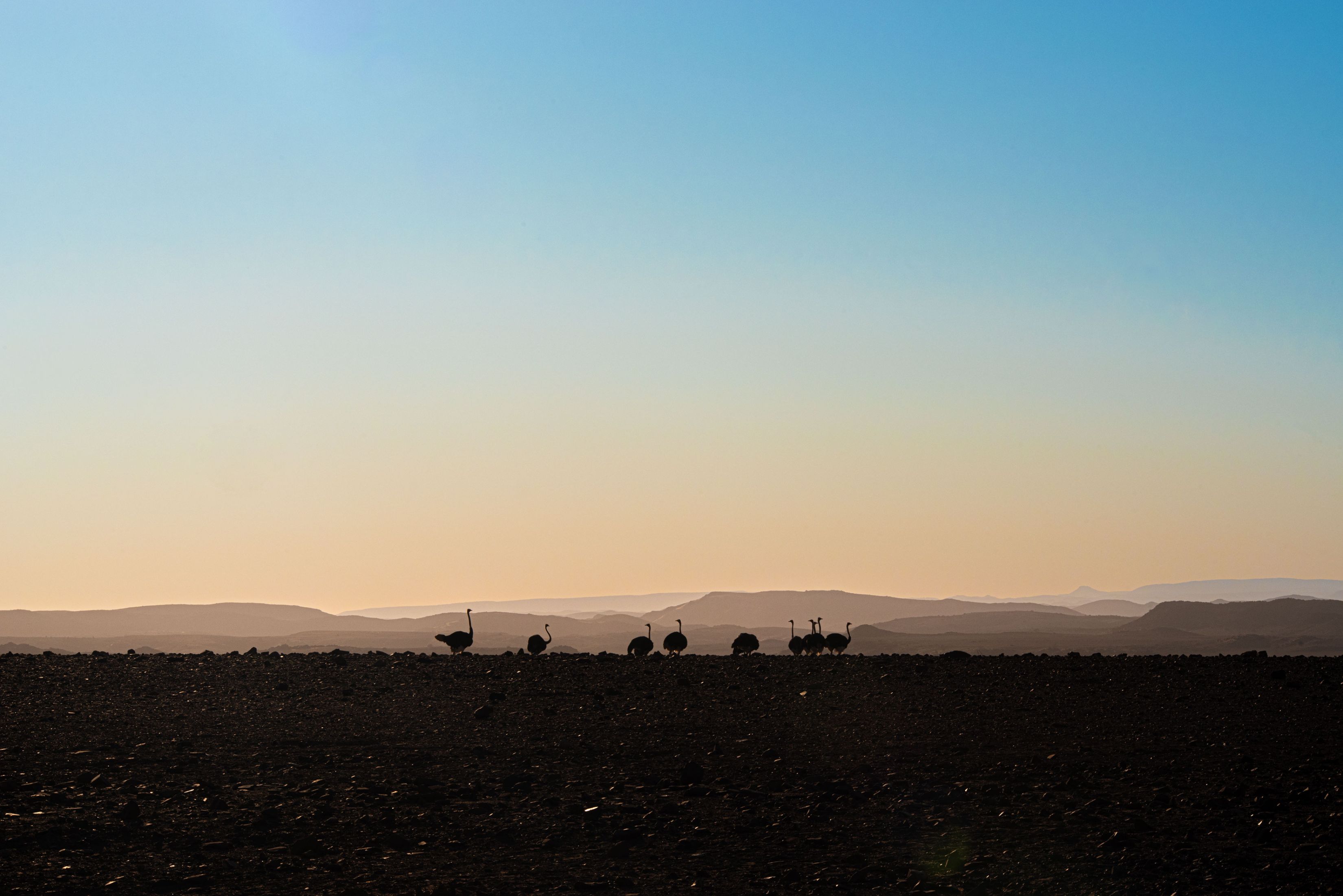 Es ist früher morgen in der endlosen Weite des steinigen Damaralands. Die Sonne ist noch nicht aufgegangen, sie ist aber ganz kurz davor. In der weiten Ferne ist eine verblassende Bergkette zu sehen. Ebenfalls weit weg, aber deutlich näher zur Kamera stehen zehn Strausse im Gegenlicht.