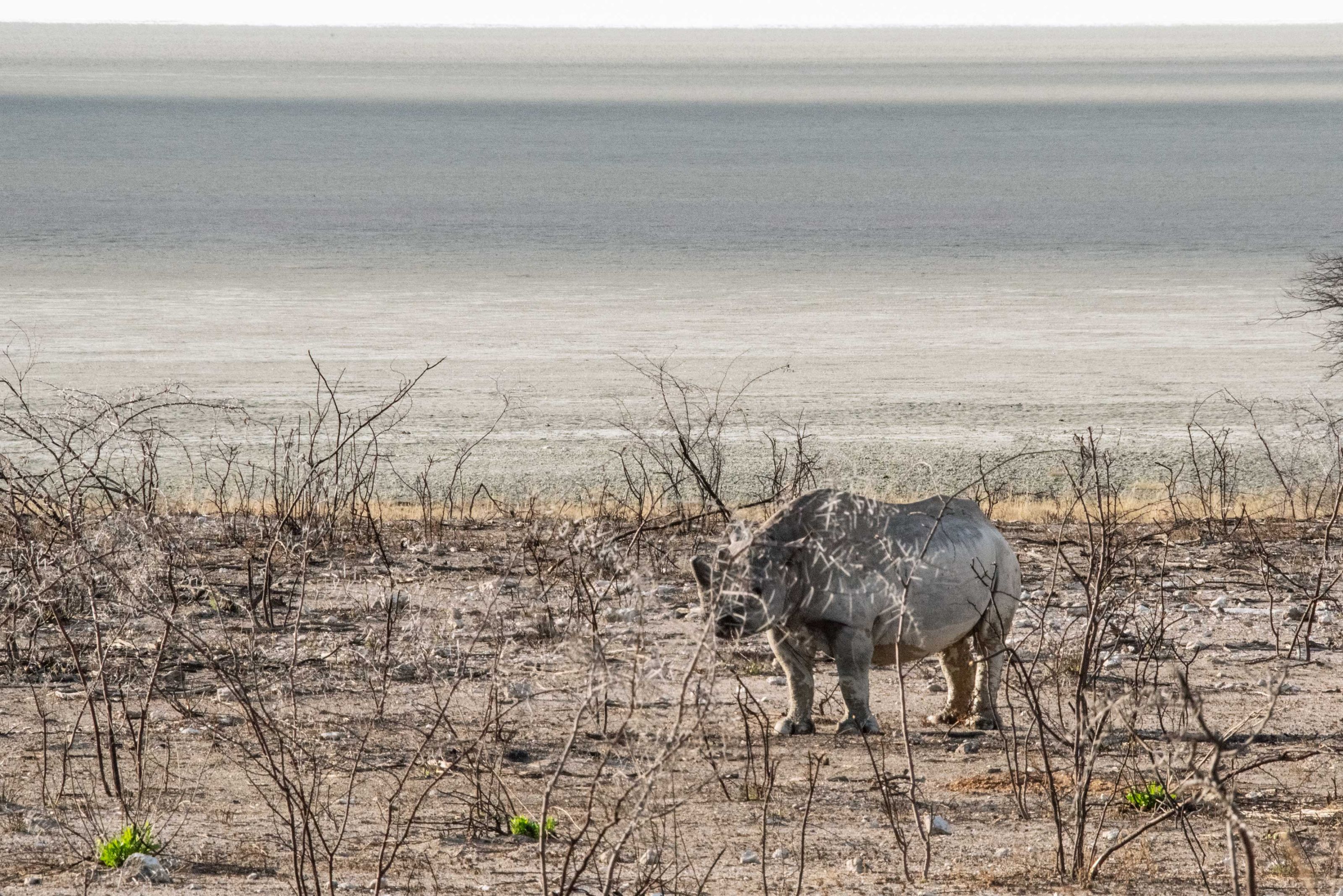 Ein Spitzmaul-Nashorn mit abgesägter Hornspitze steht inmitten versengter Gebüsche. Im Hintergrund sieht man die Etosha Salzpfanne. Die Szene ist farblos und öde.
