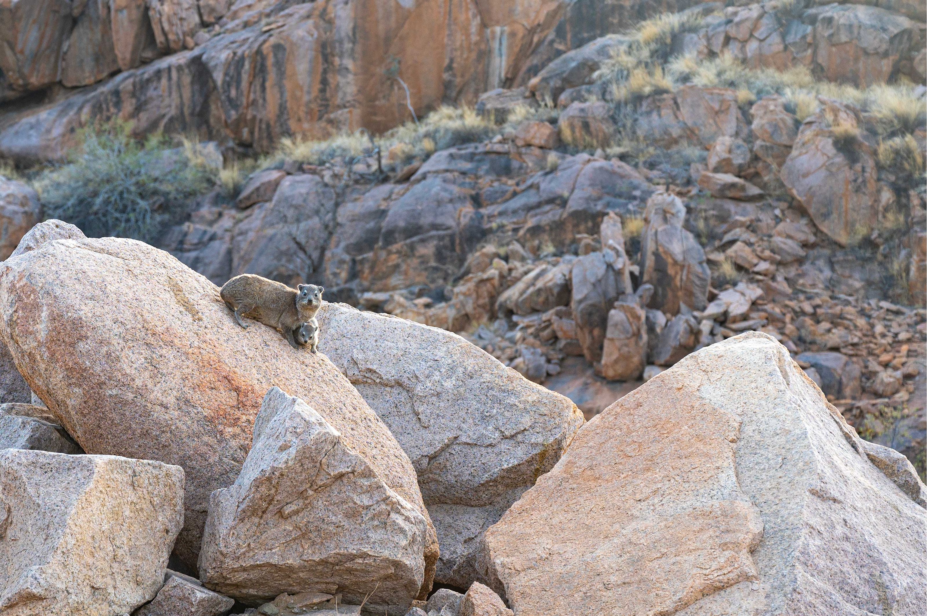 Auf den losen roten Felsen des Erongo-Gebirges hocken zwei Klippschliefer: Die Mama, die sich schützen über ihr Junges stellt. Beide blicken in die Kamera.