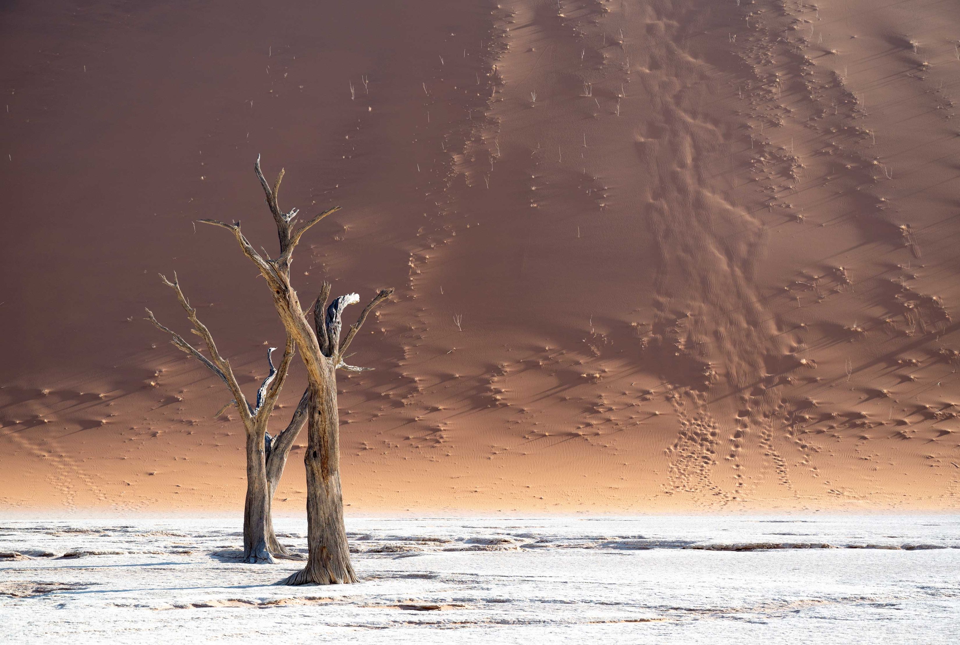 Die frühe Morgensonne taucht die Szene in ganz sanftes Licht. Zwei abgestorbene Kameldornbäume in der linken Bildhälfte stehen am Fuss einer Düne, die durch das sanfte Morgenlicht von unten nach oben einen sandfarbigen Farbverlauf von hell nach dunkel erhält. Am Fuss der Düne sieht man Spuren von Tieren sowie feine Wellen vom Wind im Sand.