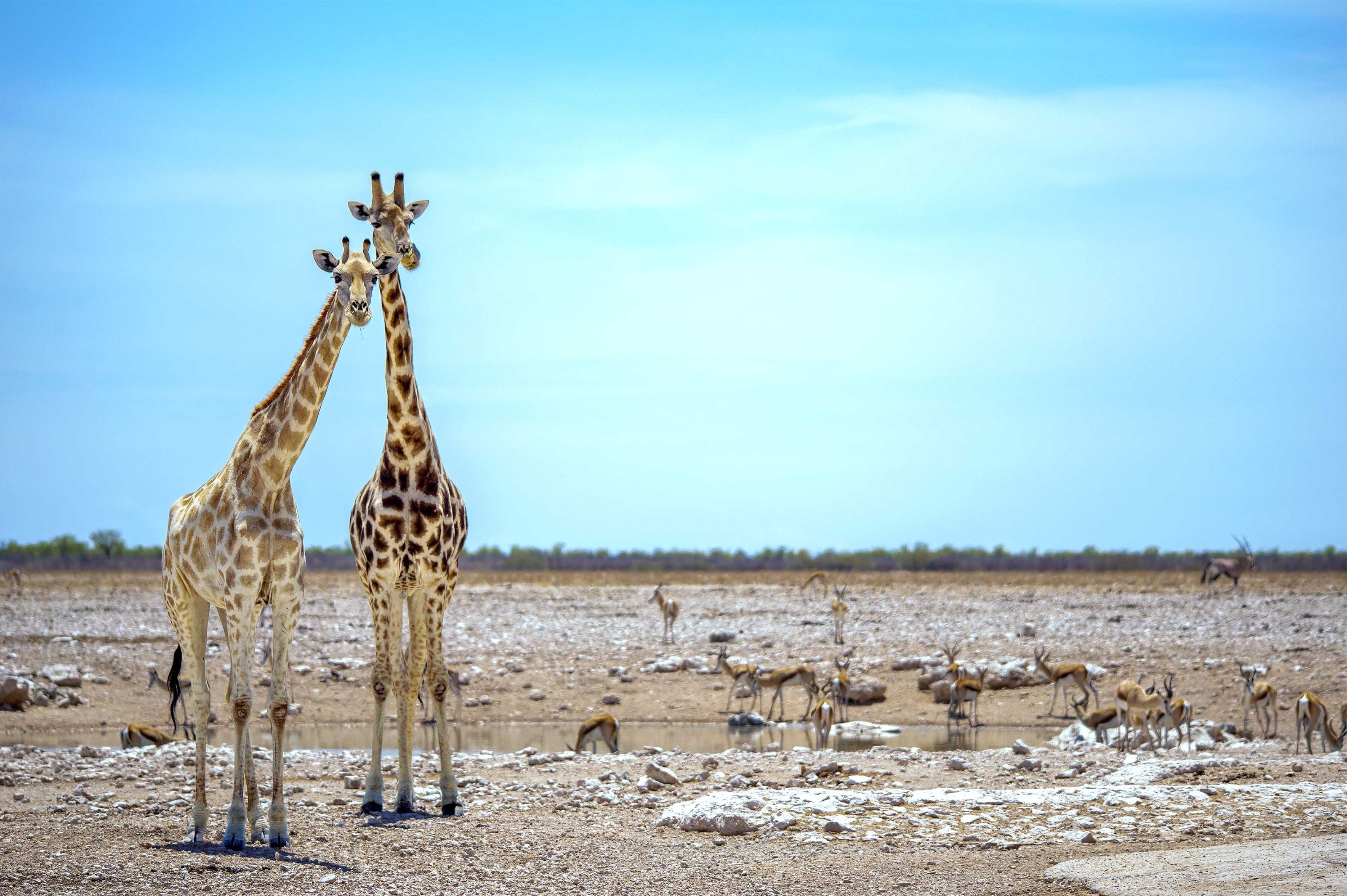 Zwei Giraffen – links eine weibliche, rechts eine männliche – stehen vor einem Wasserloch, an dem Springböcke trinken und schauen mit fragendem Blick in die Kamera. Die Giraffen haben die Köpfe zusammengestreckt. Das Männchen schleckt sich mit der Zunge über's Maul.