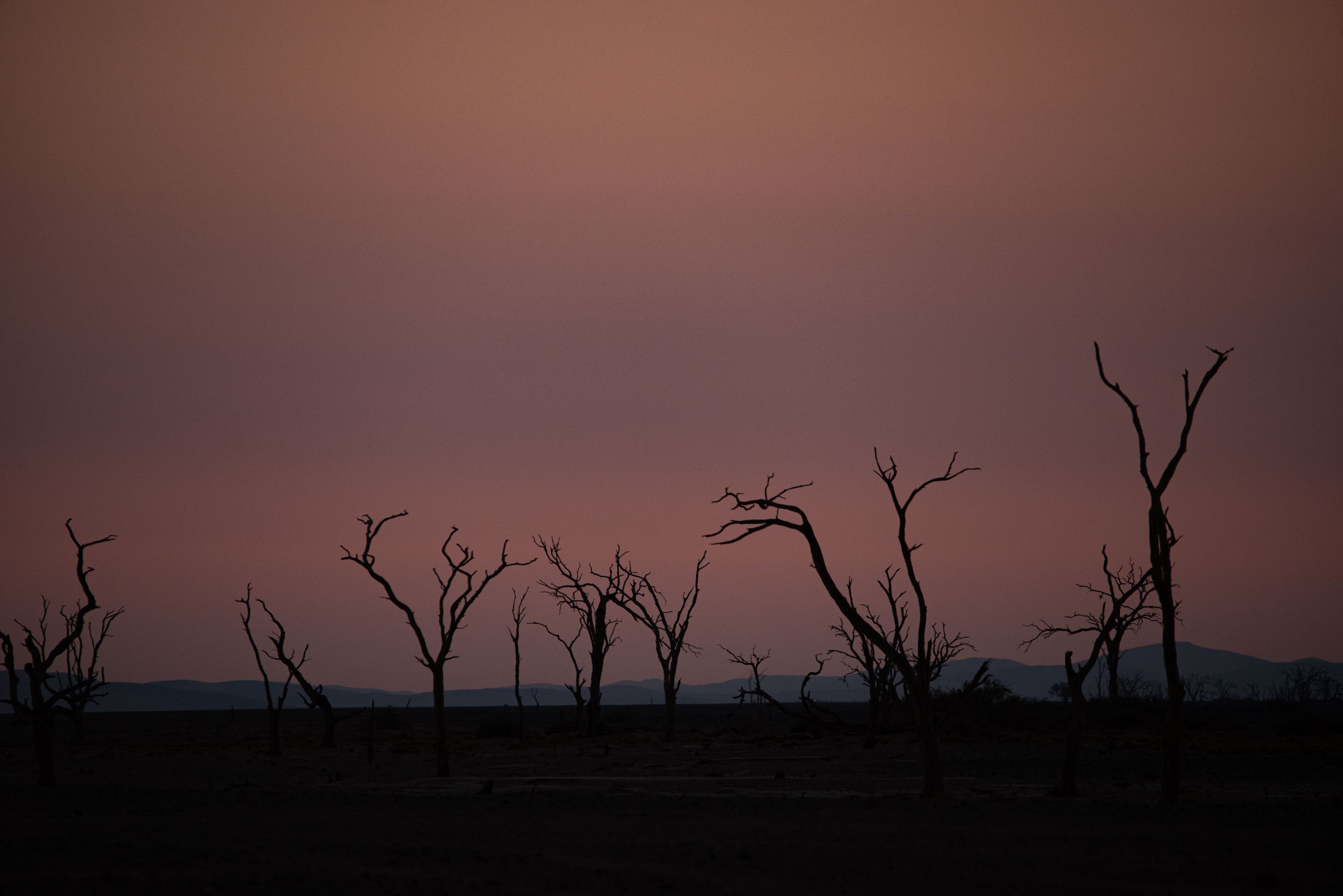 Abgestorbene Kameldornbäume stehen vorne im Gegenlicht während die untergegangene Sonne den Himmel in ein dunkles violett/pink taucht. Die Szene spielt sich im letzten Licht des Abends ab, bevor es ganz dunkel wird.