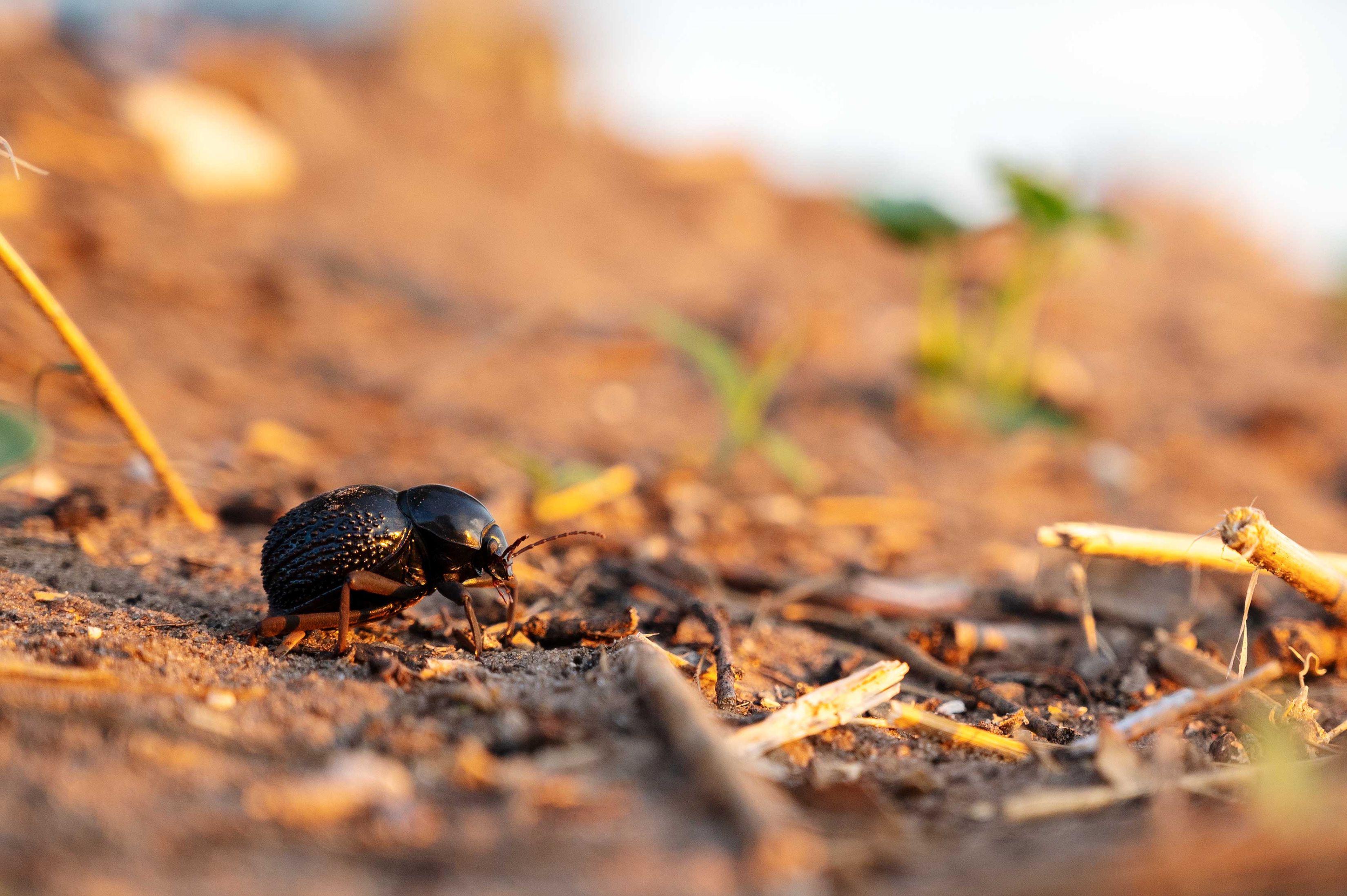 Nahaufnahme eines Toktokkie-Käfers während der Goldenen Stunde des Sonnenuntergangs. Der Käfer steht quer zum Bild und streckt seine Fühler der untergehenden Sonne entgegen. Auf seinem glatten Panzer spiegelt sich der Himmel mit dem Sonnenuntergang. Um den Käfer herum sind Wüstensand und vereinzelt kleine grüne Pflanzen.
