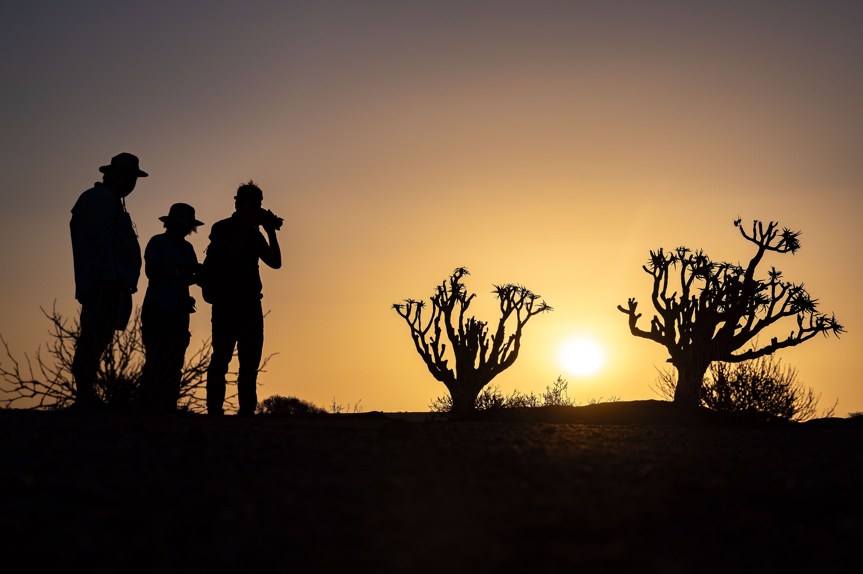 Sonnenuntergang im Damaraland: Im Hintergrund geht im Dunst des nahen Meeres die Sonne unter und taucht die Landschaft in ein sanftes und warmes Gold. Im Vordergrund sind links die Silhouetten von drei Personen, die den Sonnenuntergang bestaunen. In der Mitte und rechts im Bild stehen zwei Köcherbäume im Gegenlicht.